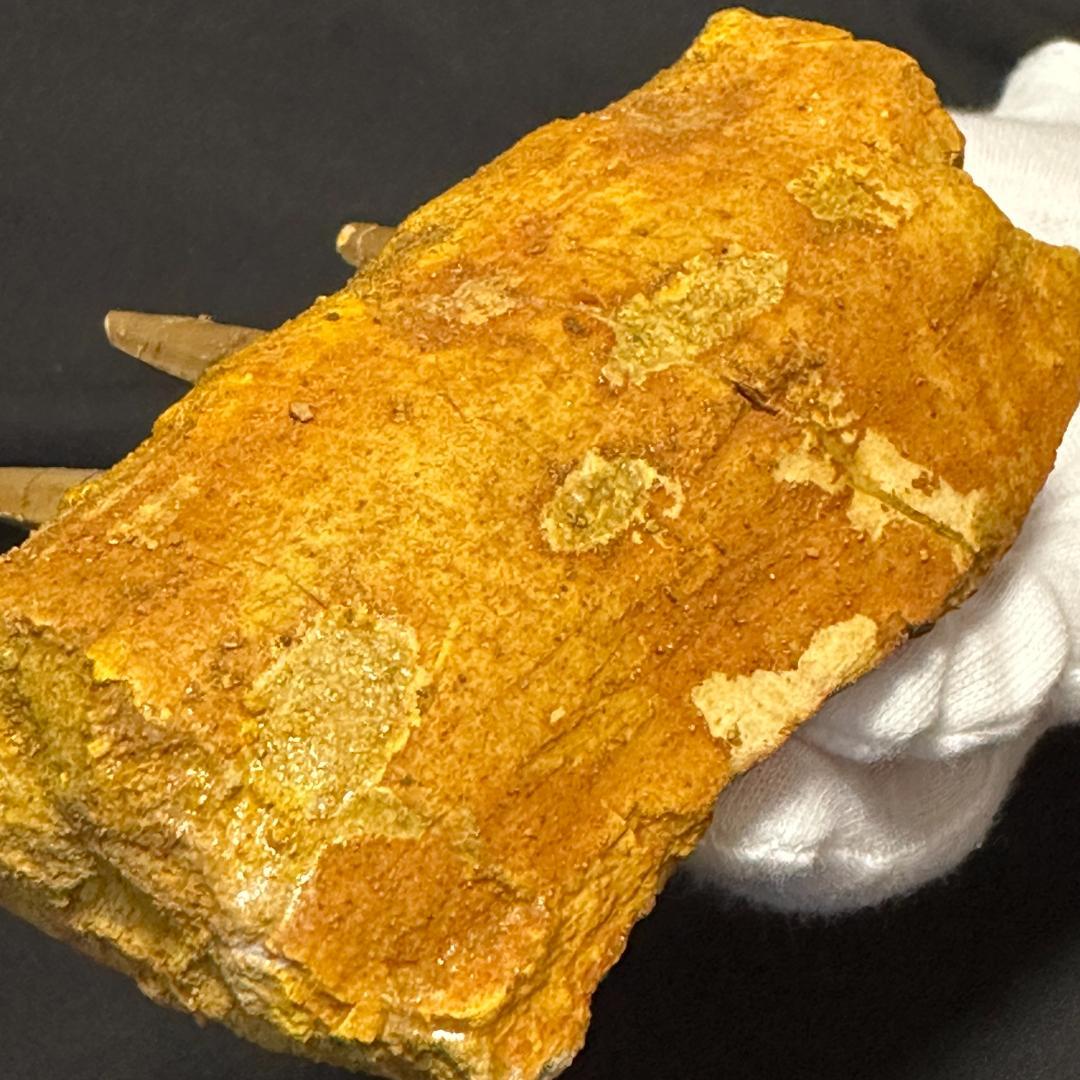 スピノサウルス 顎骨 歯 牙 化石標本 肉食恐竜 獣脚類 1449