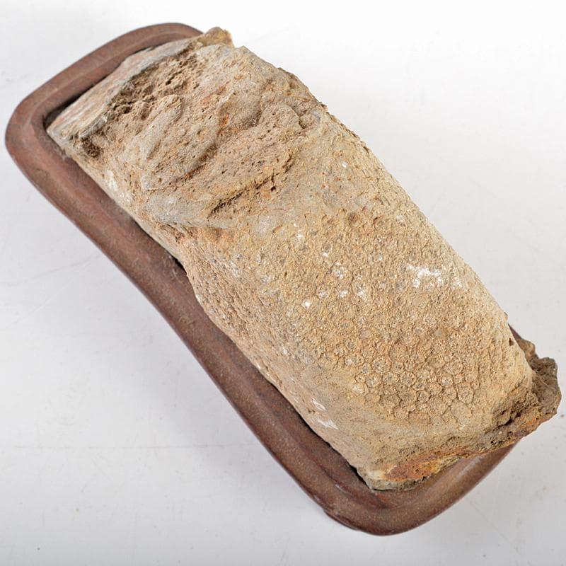 鑑賞石　天然石　ハチノスサンゴ化石　デボン紀　唐木台付　C　R5967