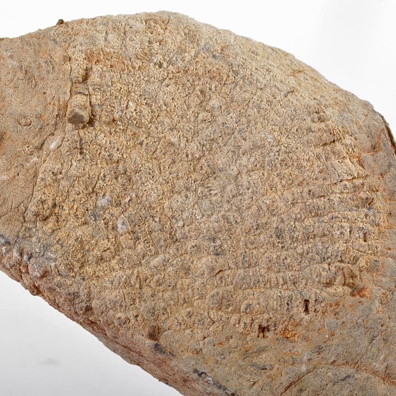 鑑賞石　天然石　ハチノスサンゴ化石　デボン紀　唐木台付　C　R5967