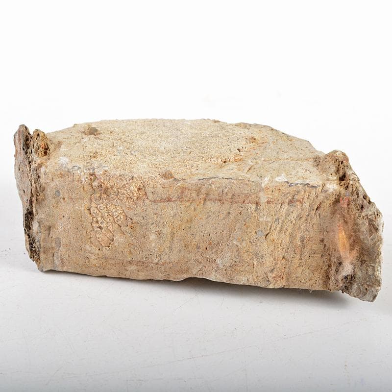 鑑賞石　天然石　ハチノスサンゴ化石　デボン紀　唐木台付　C　R5967