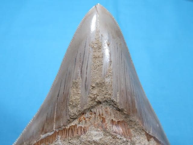 化石 サメの歯・メガロドン・インドネシア・10.6cm・No.1336