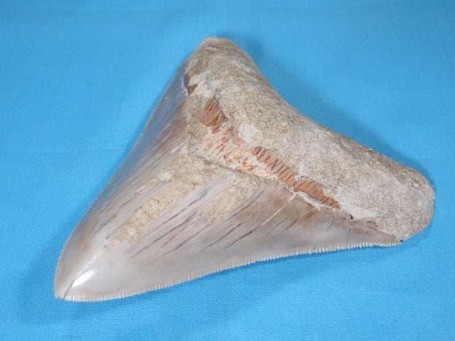 化石 サメの歯・メガロドン・インドネシア・10.6cm・No.1336