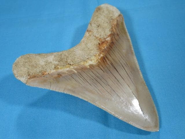 化石 サメの歯・メガロドン・インドネシア・10.6cm・No.1336