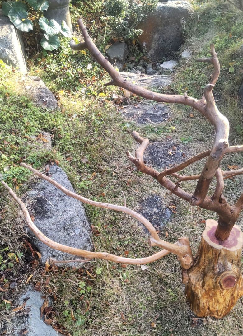 バードアスレチック　鳥用止まり木