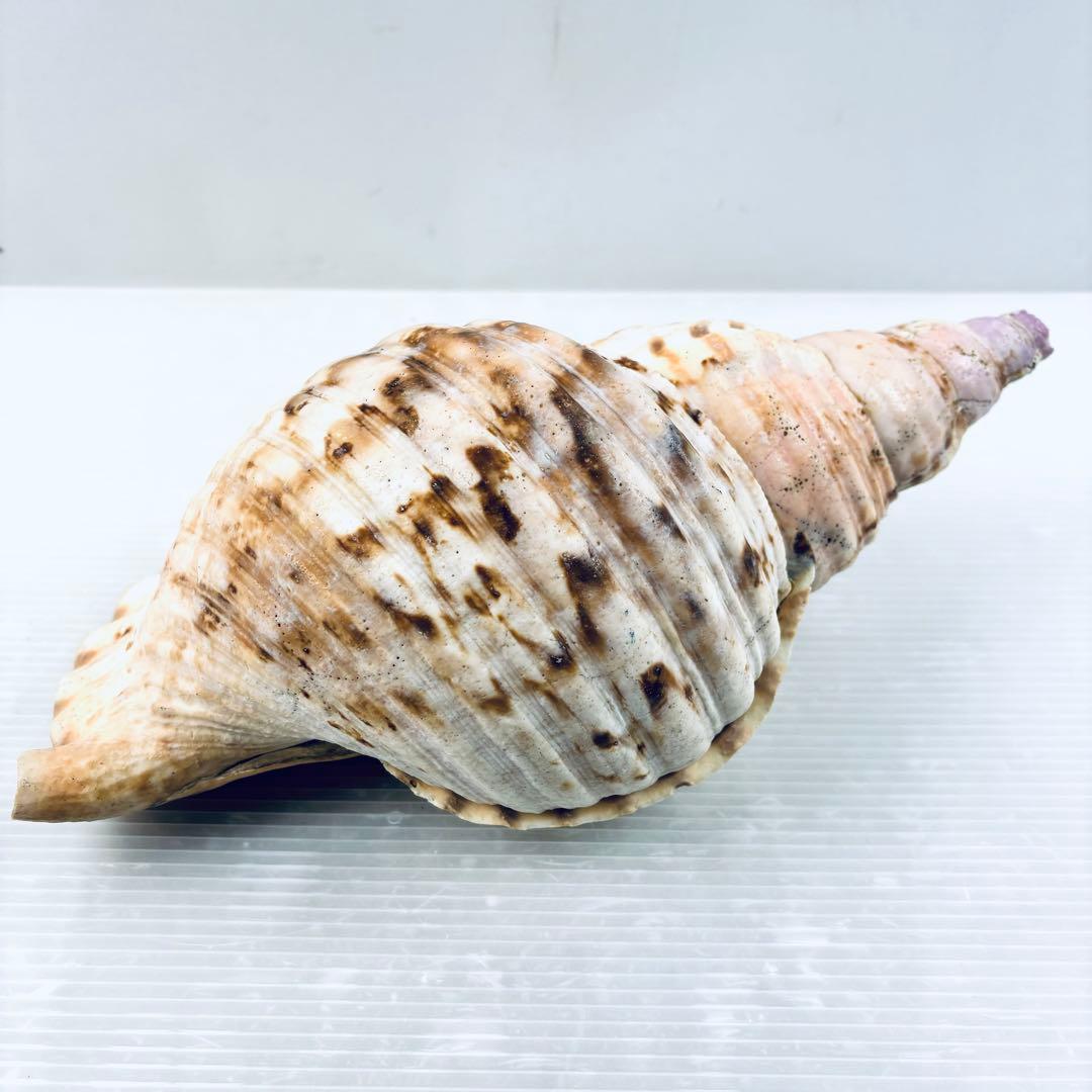 法螺貝　ホラ貝　約32cm 山伏　笛　 ほら貝　 修験道　 和楽器