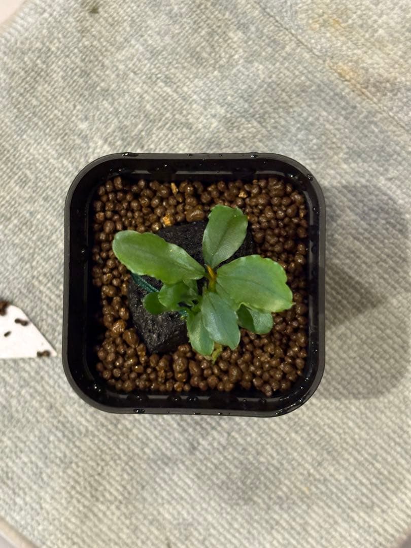 Bucephalandra sp. \"彩雲\" 【AZX0420-12】