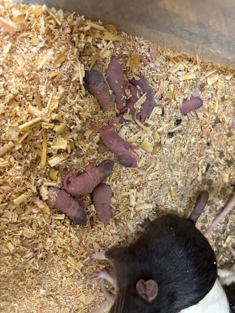 冷凍アダルトマウス ML 50匹