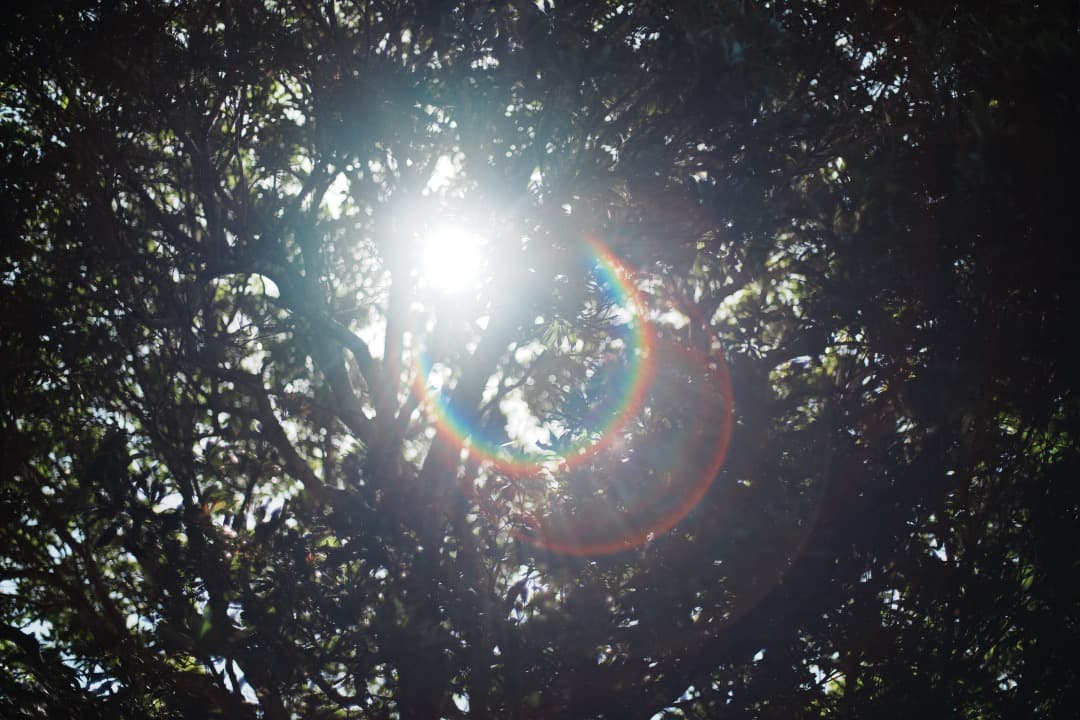 【美品】Carl Zeiss Planar 50mm F1.4 MMJ 390