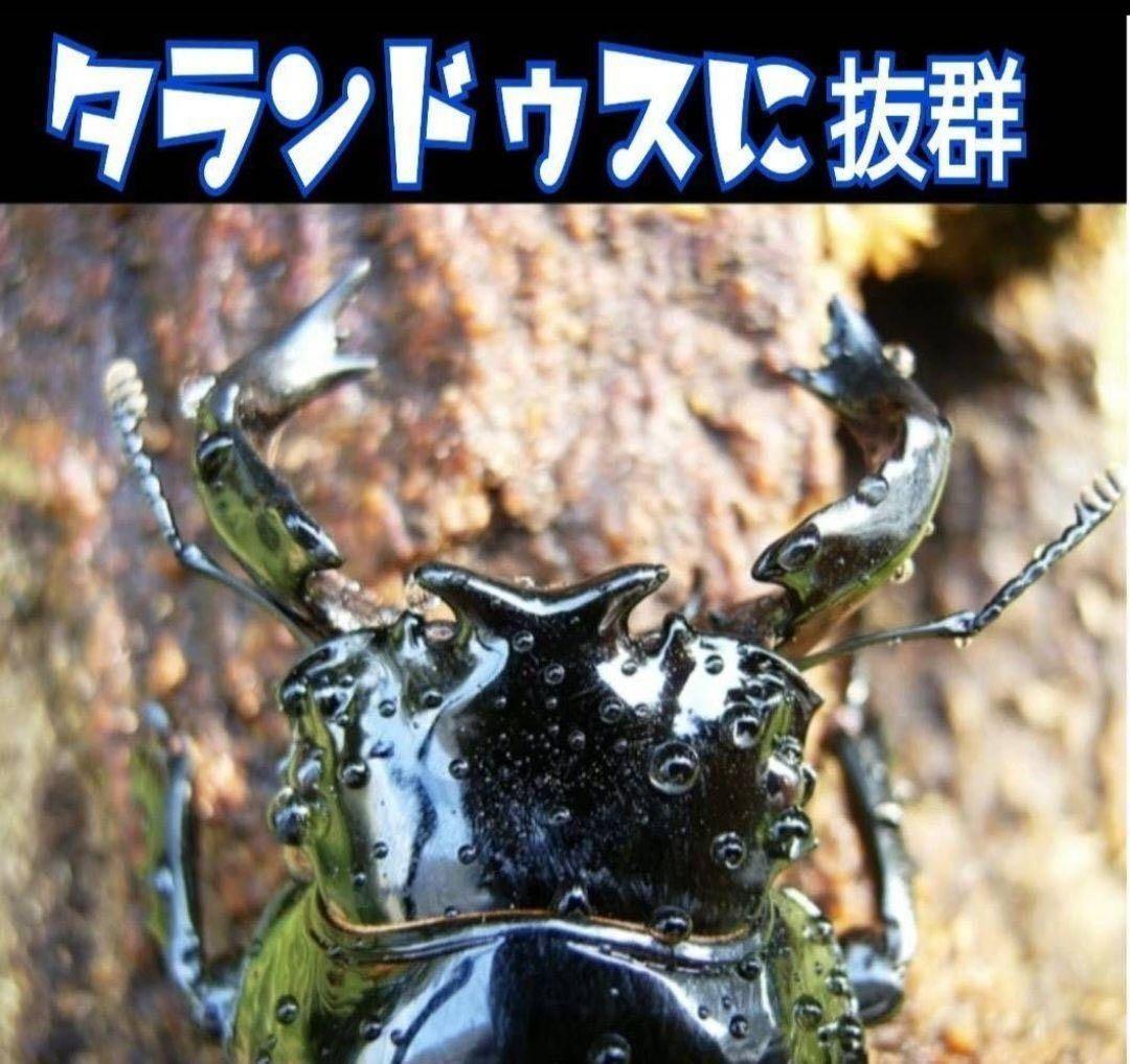 極上！カワラタケ菌糸瓶【10本】特殊アミノ酸強化配合！クワガタ幼虫全般に使えます