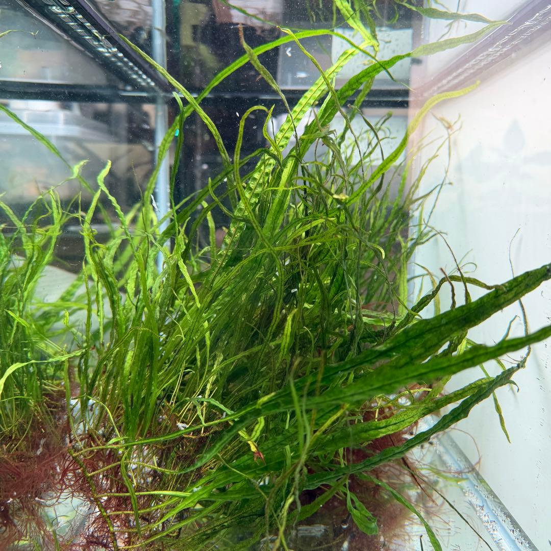 ミクロソリウム 本ナロー ー株大盛(水中葉)(無農薬)