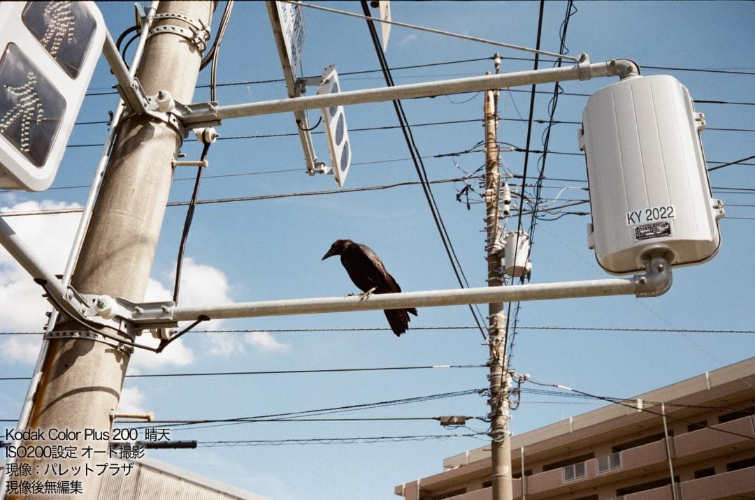 YASHICA ELECTRO35 CCN WIDE【完動品】