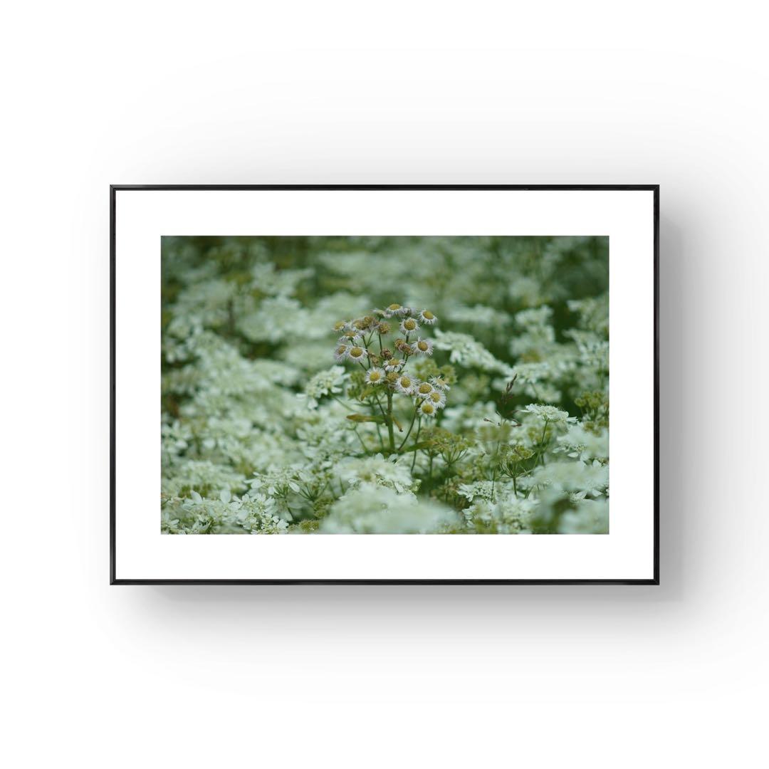 自然・風景写真 花のアート　A3 額装済み　作品プリント