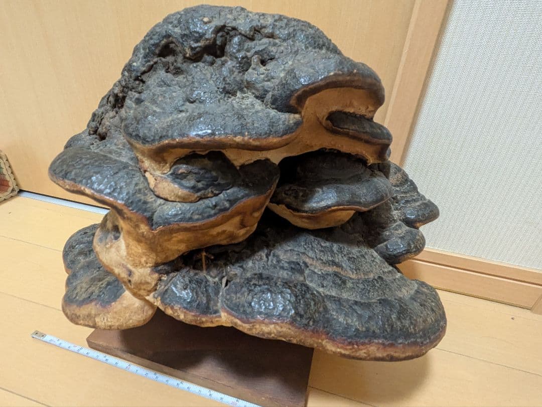 巨大)霊芝　灵芝　サルノコシカケ　固定台座付き　骨董品　開運　縁起物