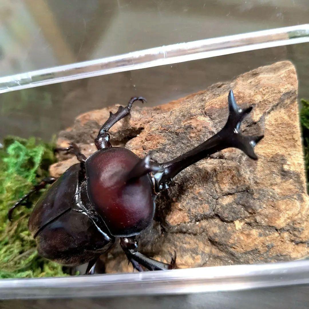 角スゴ長特大ワイルド野生赤レッド角長カブトムシ標本82mm頭角幅19mmぐらい