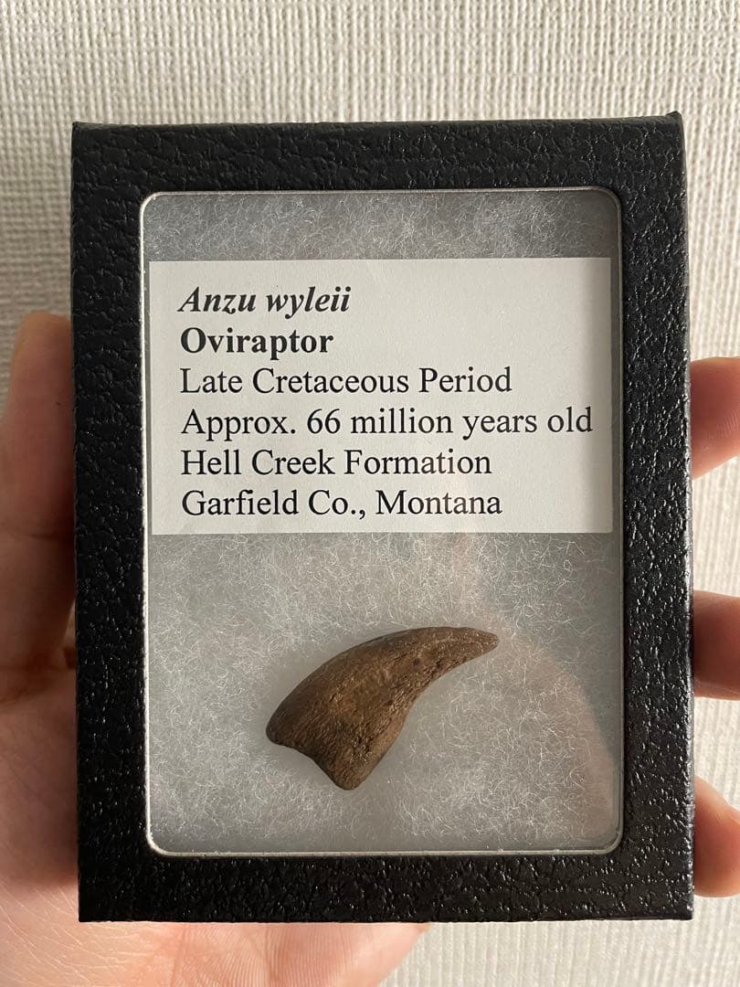 アンズ　爪化石　化石　地獄の鶏