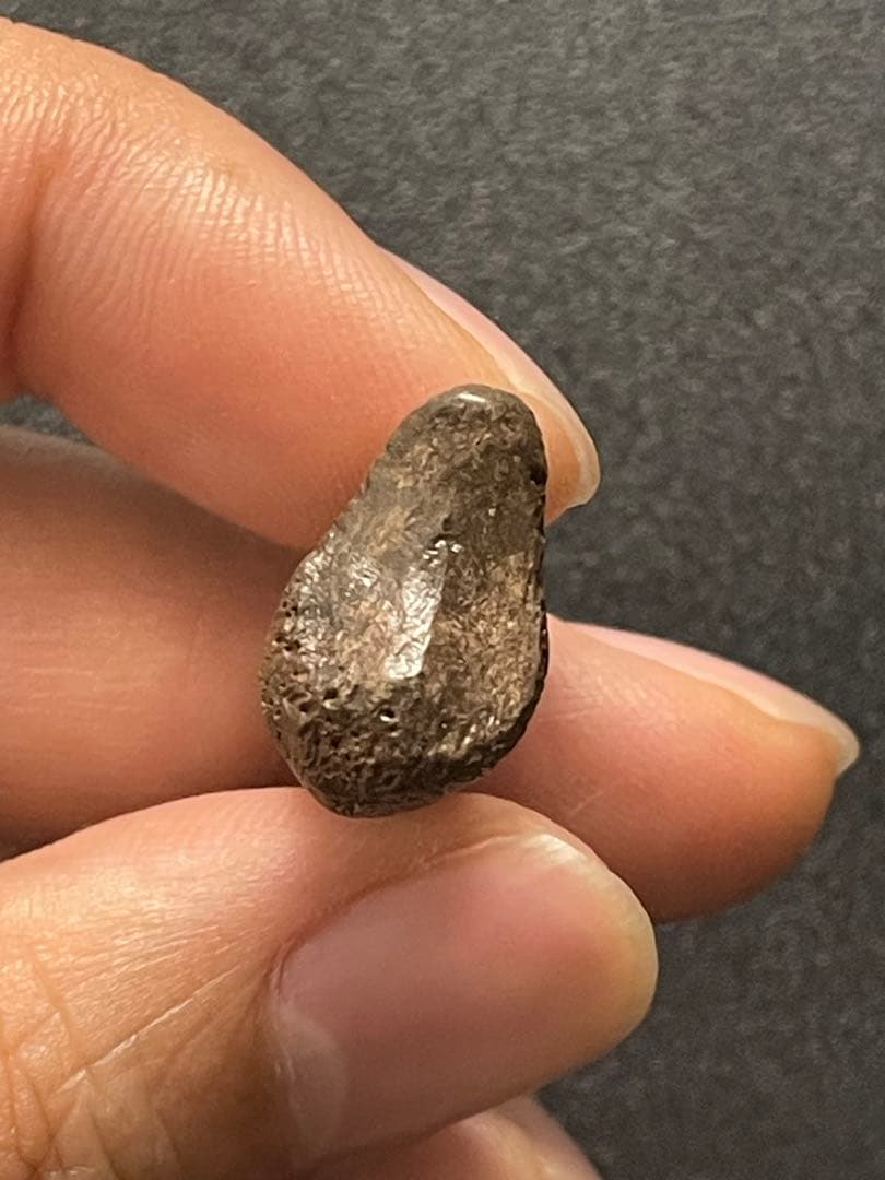 アンズ　爪化石　化石　地獄の鶏