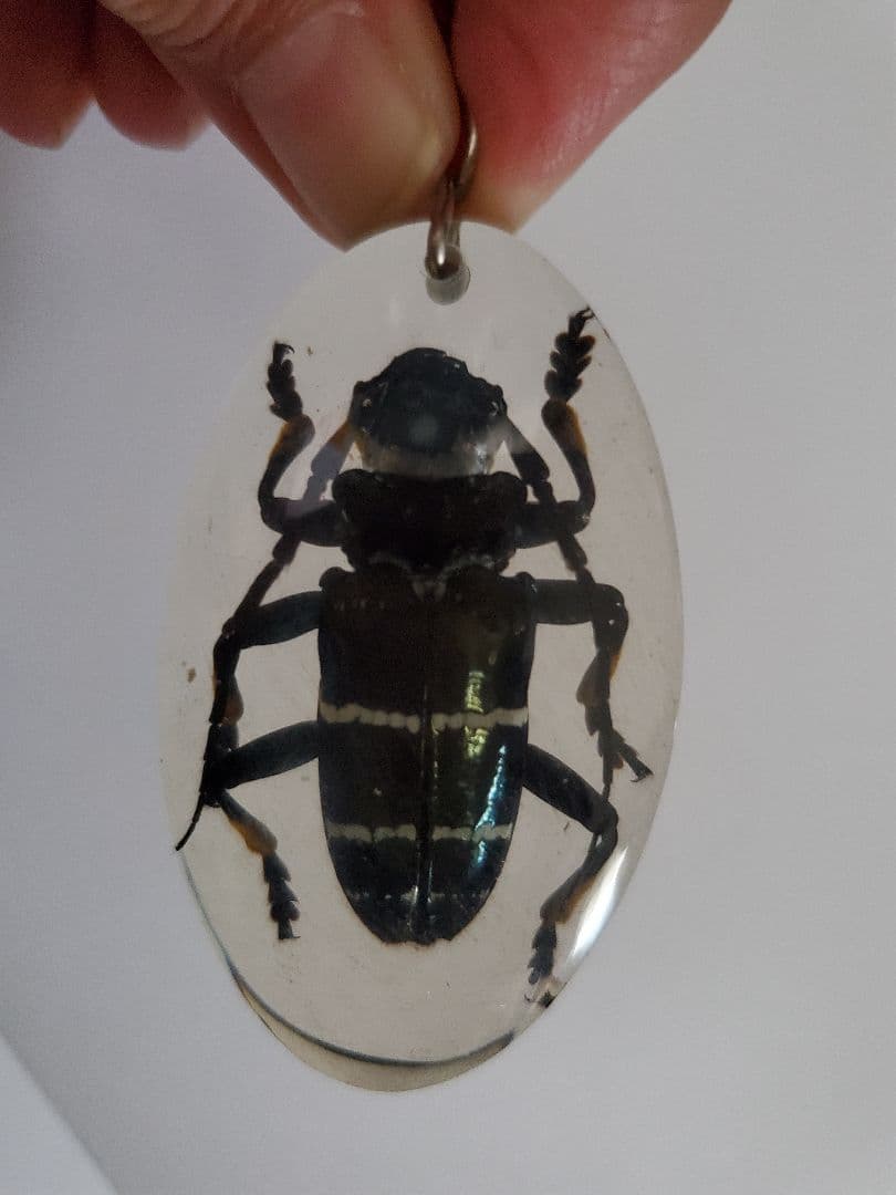 インドネシア産　カミキリムシ　キーホルダー　6点セット