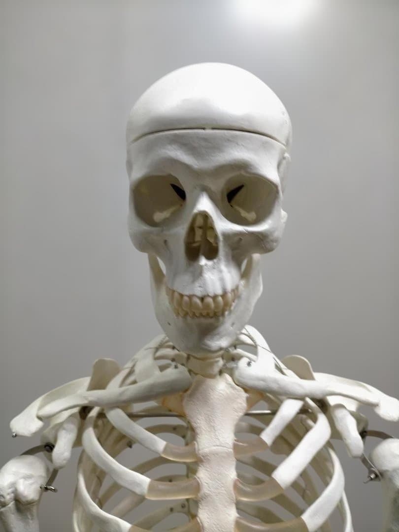 【送料無料】美品 3B Scientific 等身大 骨格模型 スタンド付
