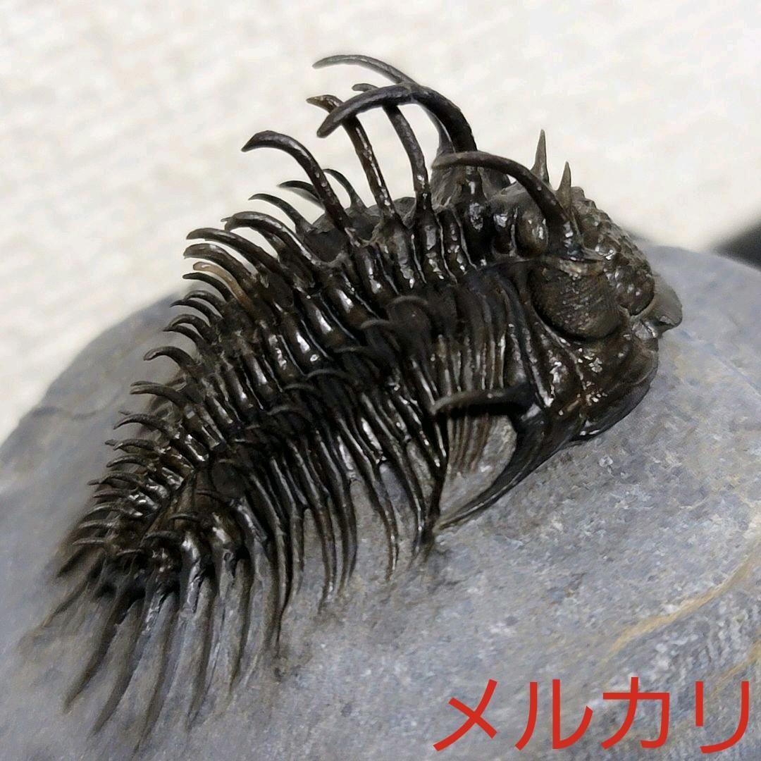 超棘棘！【Comura bultyncki】三葉虫 化石標本★trilobite