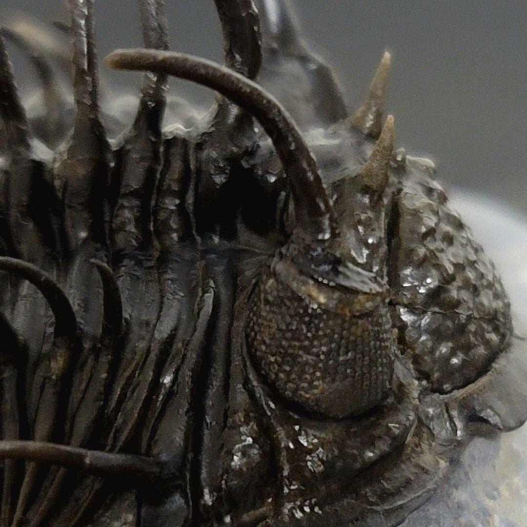 超棘棘！【Comura bultyncki】三葉虫 化石標本★trilobite