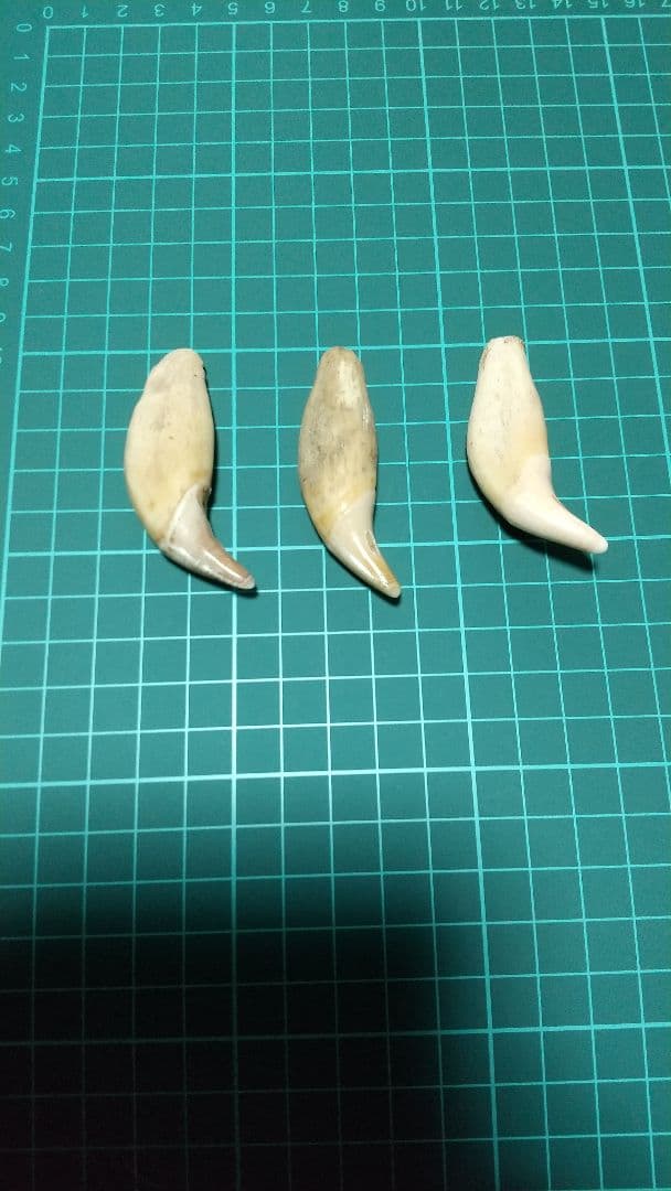 天然素材 熊(クマ)の牙 3個セット