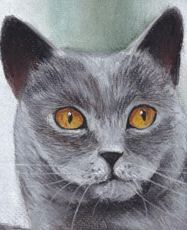 イラスト　原画　貴公子然とした表情　 「気品ある黒猫」