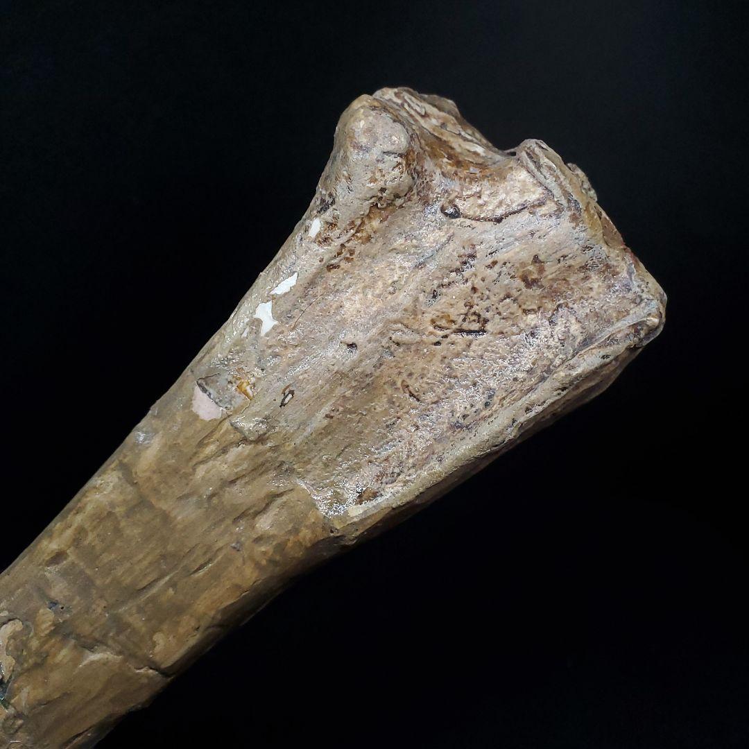 希少 アンハングエラ 化石 中手骨 恐竜 本物 146.81mm fr72