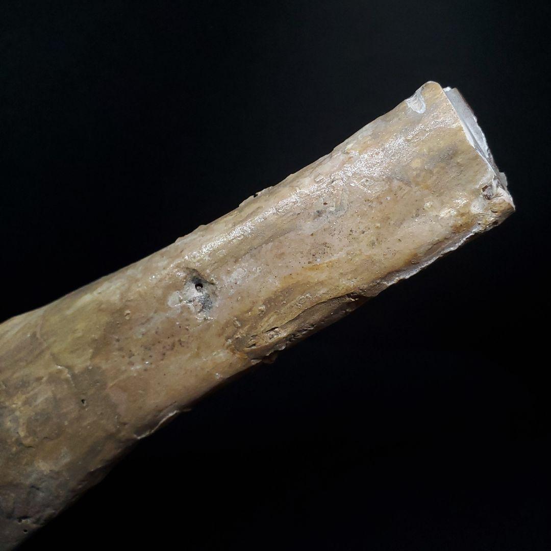 希少 アンハングエラ 化石 中手骨 恐竜 本物 146.81mm fr72