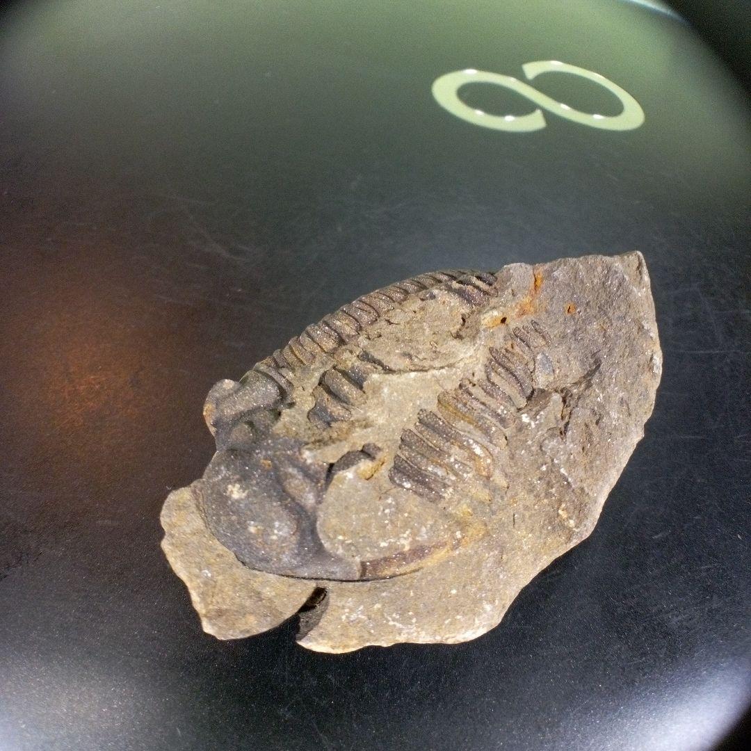 三葉虫　化石　fossil　ボリビア産　trilobite　ノジュール判別①