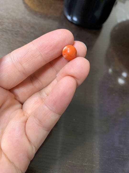 本珊瑚　サンゴ