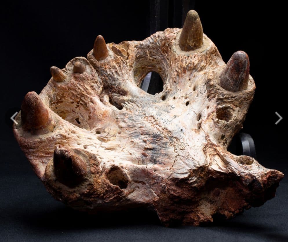 白亜紀　大型ワニ形類　エロスクス　極美麗