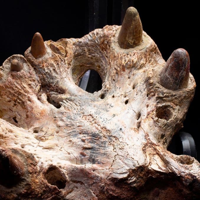 白亜紀　大型ワニ形類　エロスクス　極美麗