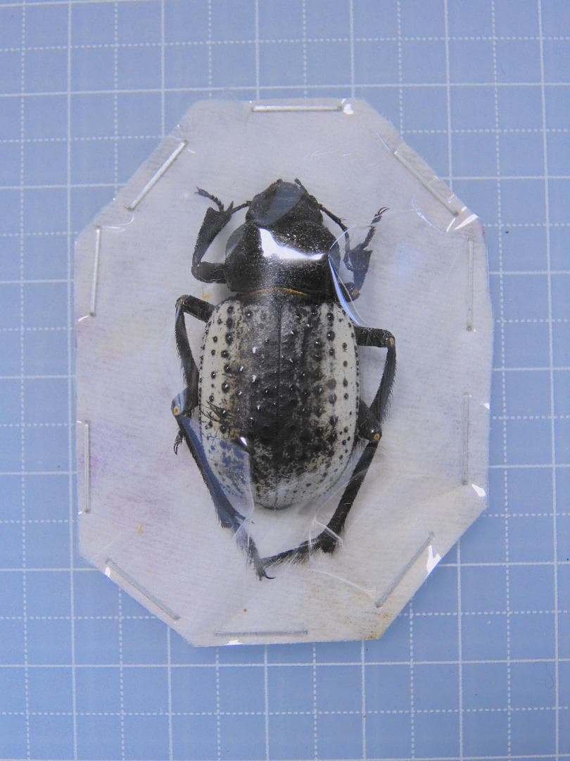 ウズベキスタン産 ゴミムシダマシ 33mm