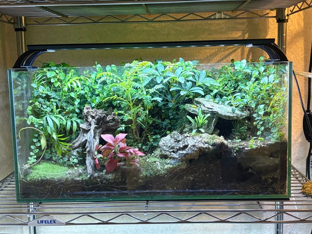 テラリウム空間（イモリ等の両生類の飼育可）