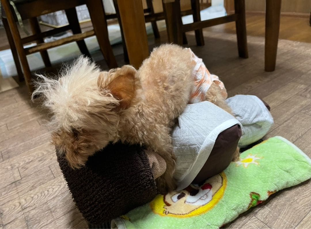 リラクッション　One Aid　本体＋カバーセット　 size S