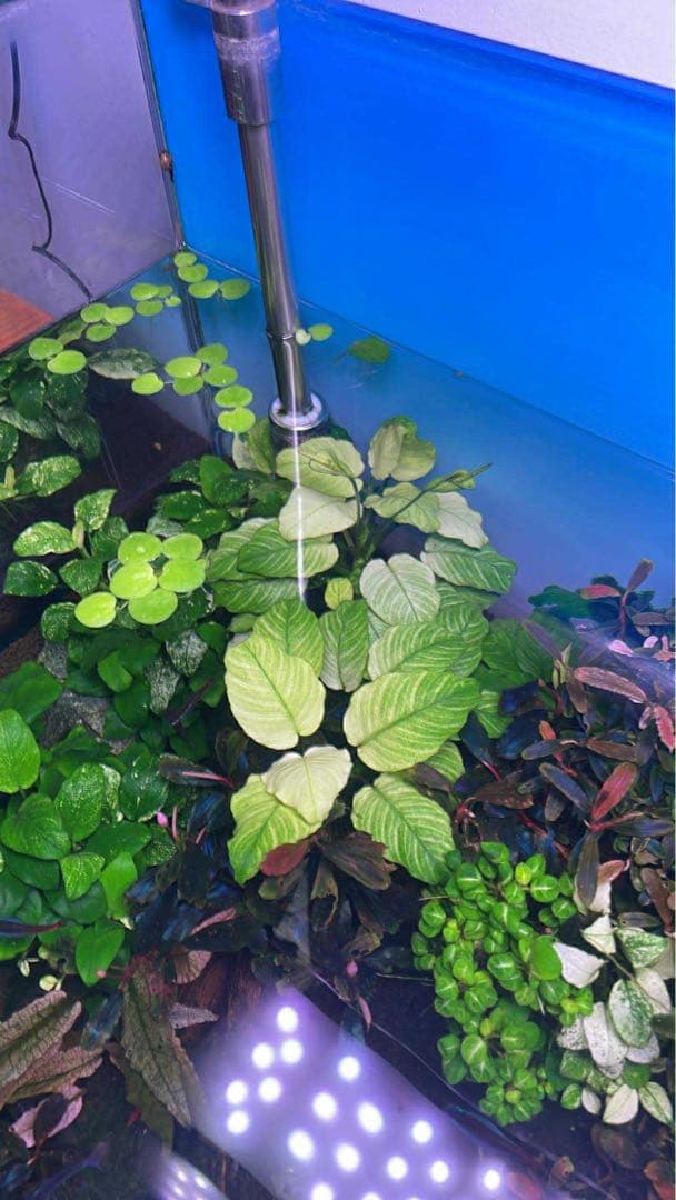 アヌビアス・バルテリー “ブロードホワイト.日本にはこのサイズの株は一つだけです