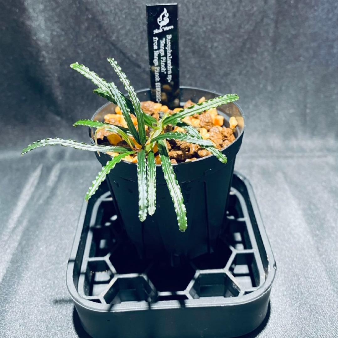 【 HW便】Bucephalandraセット①