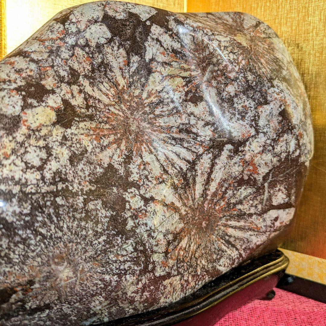 【Gojyo】菊花石 岐阜県根尾谷産5.2㌔ 鑑賞石 観賞石 水石 盆石