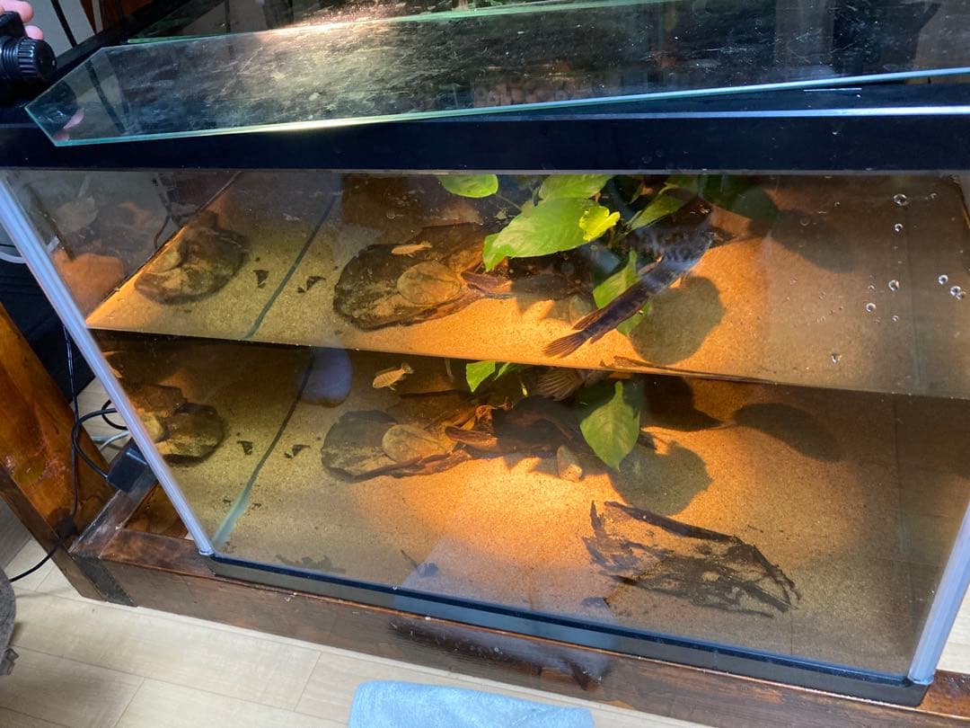 水質浄化抜群濾過材ボールろ材納豆菌入り多孔質パワーボール18L即時発送送料込み