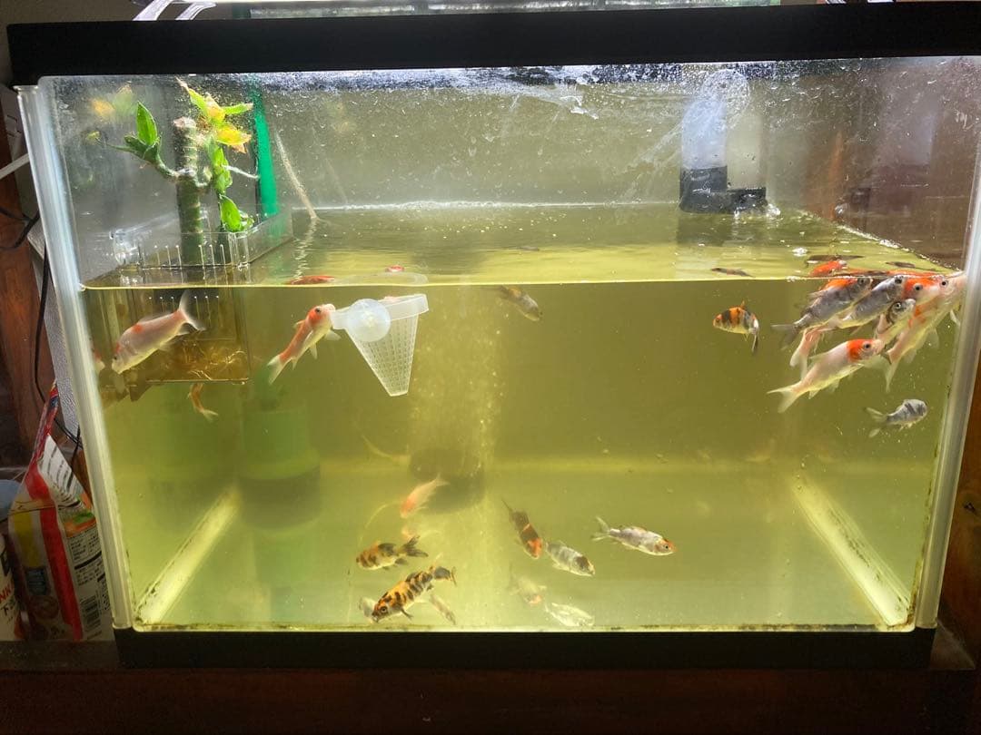 水質浄化抜群濾過材ボールろ材納豆菌入り多孔質パワーボール18L即時発送送料込み