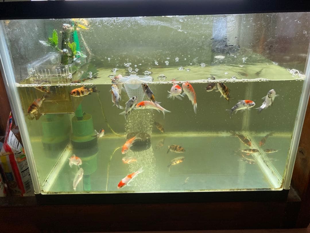 水質浄化抜群濾過材ボールろ材納豆菌入り多孔質パワーボール18L即時発送送料込み