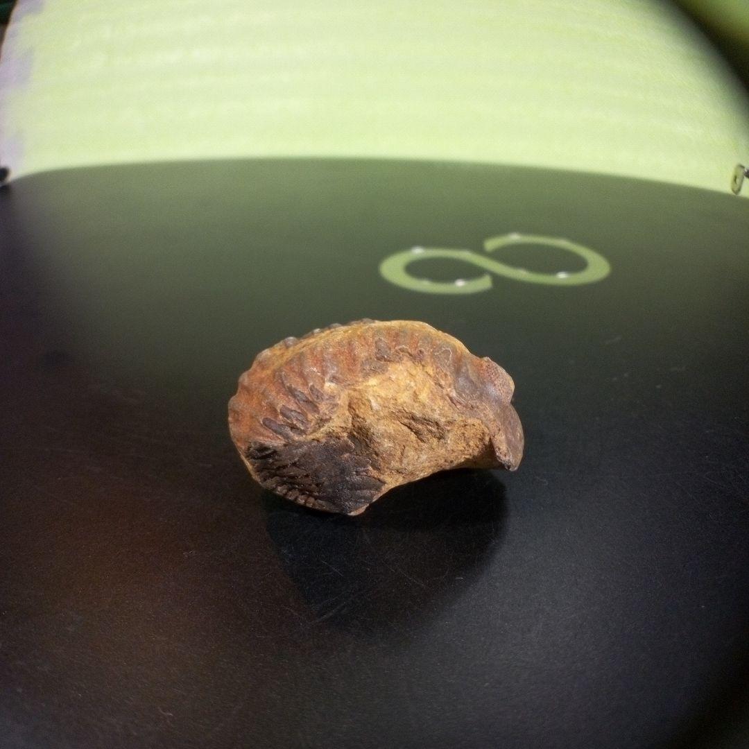 三葉虫　化石　fossil　海　ボリビア産　trilobite　海生動物種別⑥