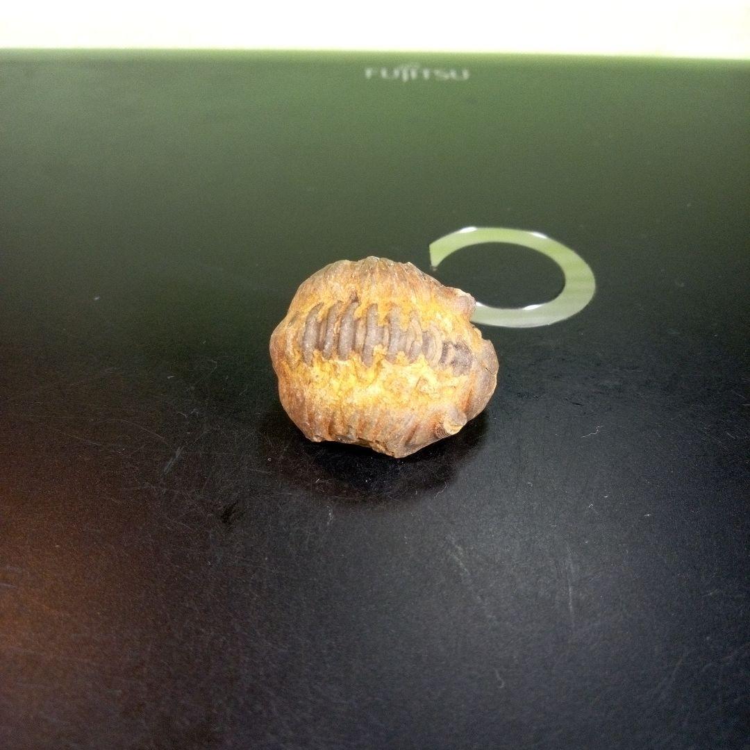 三葉虫　化石　fossil　海　ボリビア産　trilobite　海生動物種別⑥