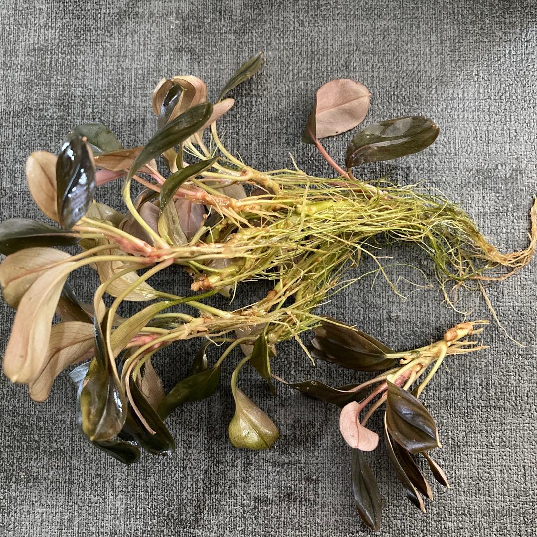 ⚠️明日まで限定出品⚠️ブセファランドラ 群生株