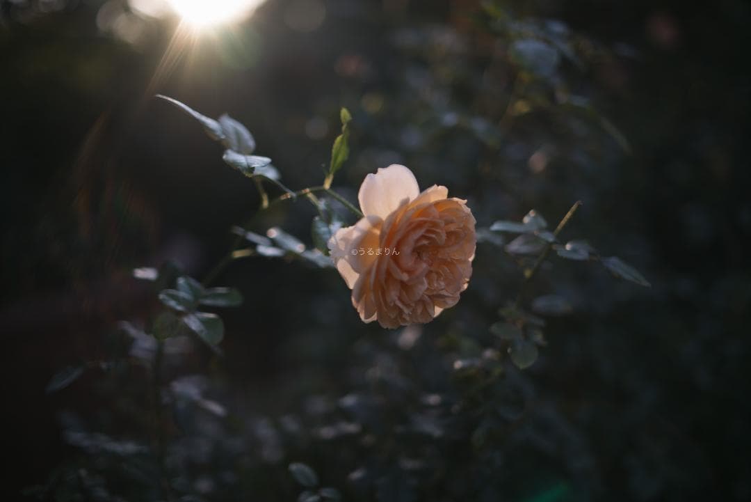 弩級の広角F1.4！Distagon 35mm F1.4 AEG