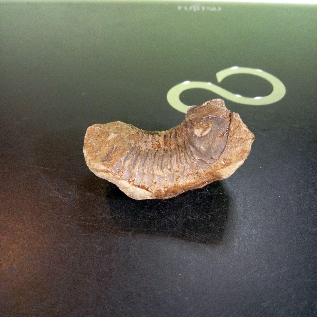 三葉虫　化石　fossil　ボリビア産　trilobite　ノジュール判別⑨