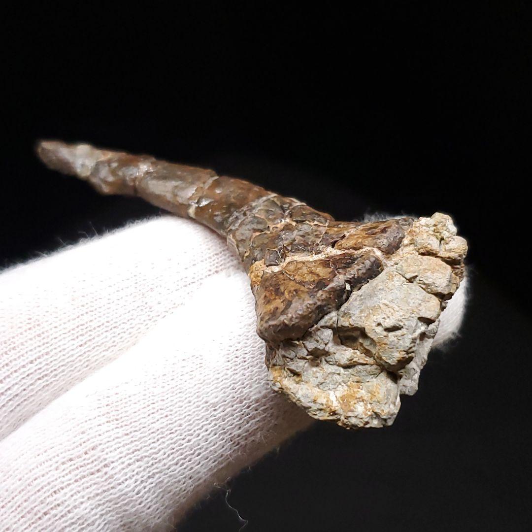 オンコプリスティス 歯 化石 本物 モロッコ産 57.50mm fr103