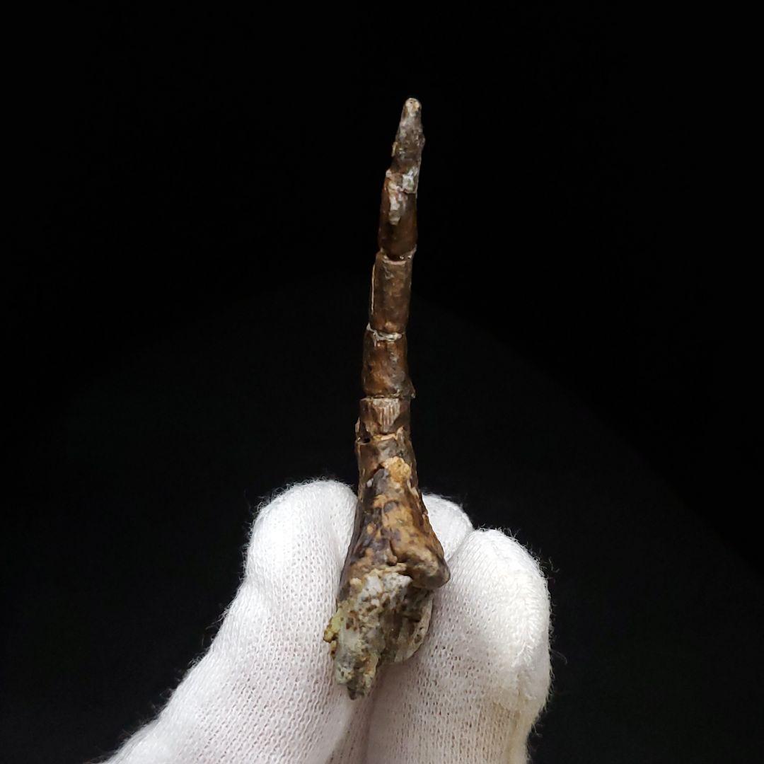 オンコプリスティス 歯 化石 本物 モロッコ産 57.50mm fr103