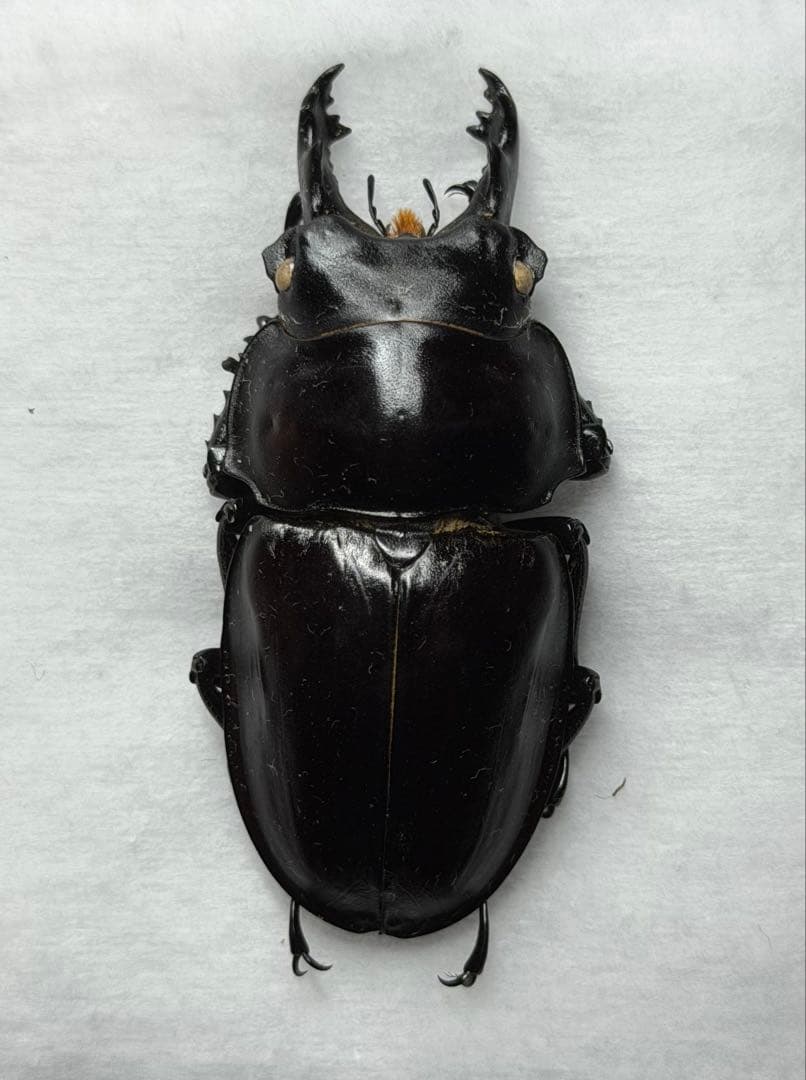 ★野外品クリスマスセール★ヤエヤママルバネクワガタ大歯標本