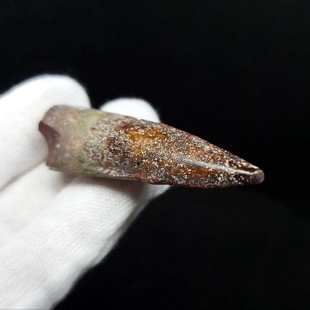 恐竜】スピノサウルス 本物 モロッコ産 54.68mm ケース付き sp401